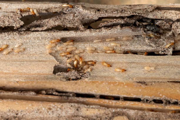Best Pest Control for Homes  in Waterville, OH